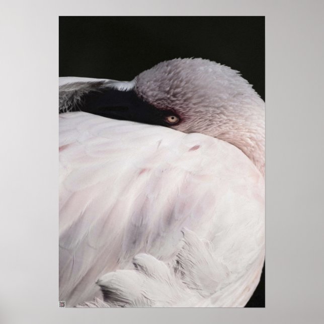 Poster Effet de dessin de portrait de flamant rose Art (Devant)