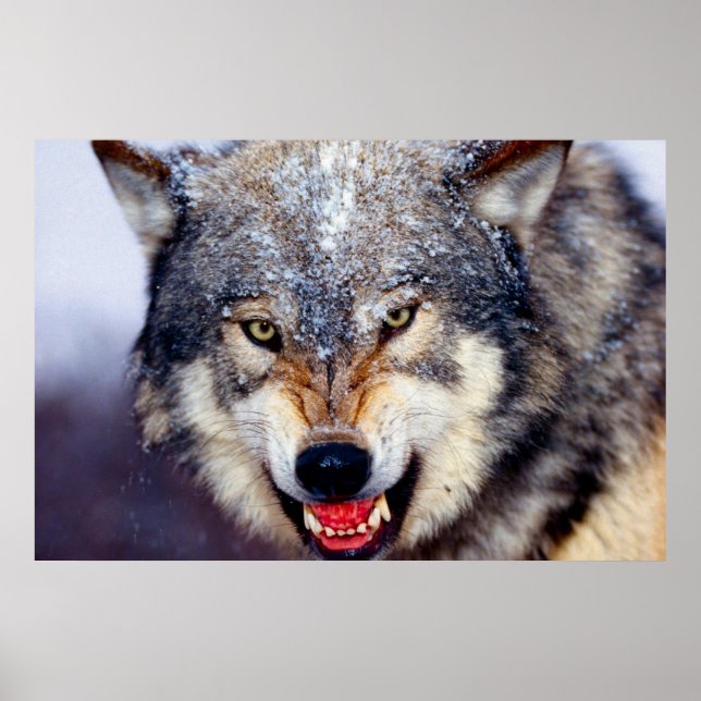 Poster effrayant Wolf (Devant)