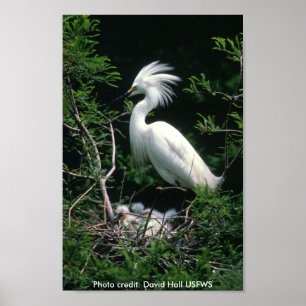 Poster / Egret neigeux
