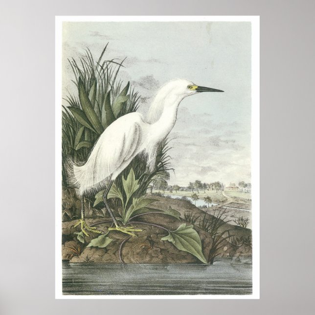 Poster Egret neigeux (Devant)