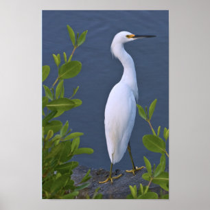 Poster Egret neigeux au marais