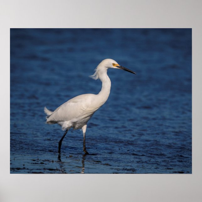 Poster Egret neigeux sur North Beach (Devant)