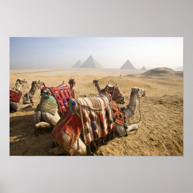 Poster Égypte, Le Caire. Chameaux au repos (Devant)