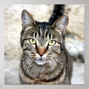 Poster égyptien de chat