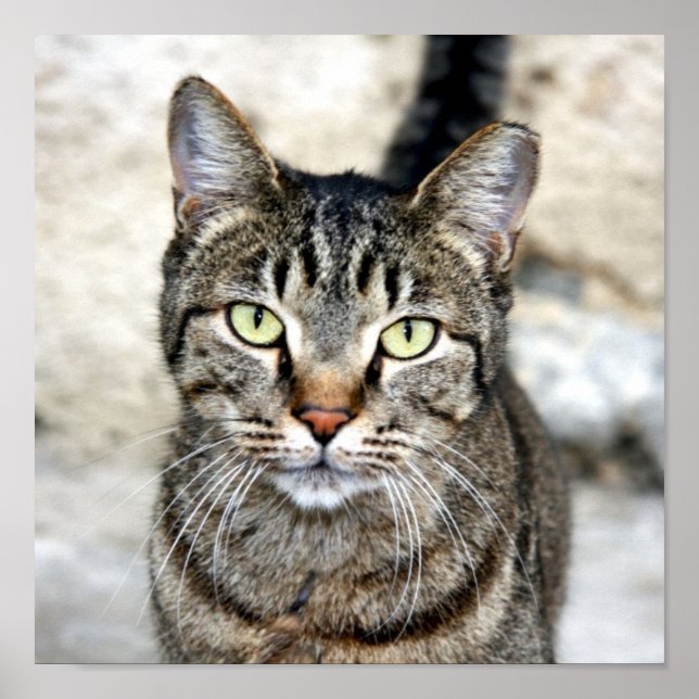 Poster égyptien de chat (Devant)