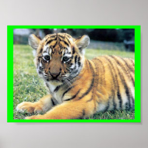 Poster EL Tigre (en anglais : Le tigre)