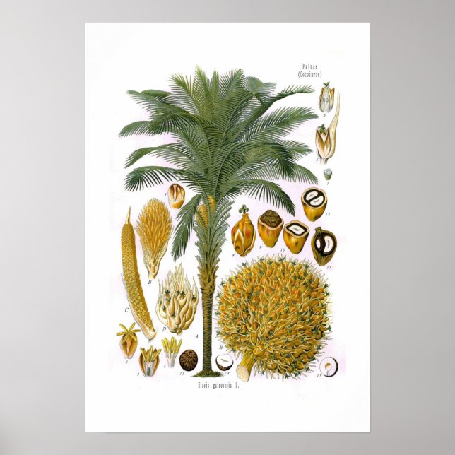 Poster Elaeis guineensis (oil palm) (Devant)