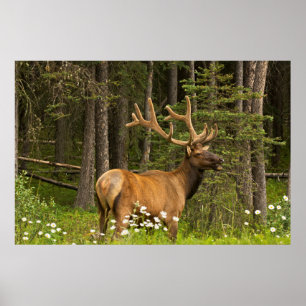 Poster Élan mâle en velours, Canada