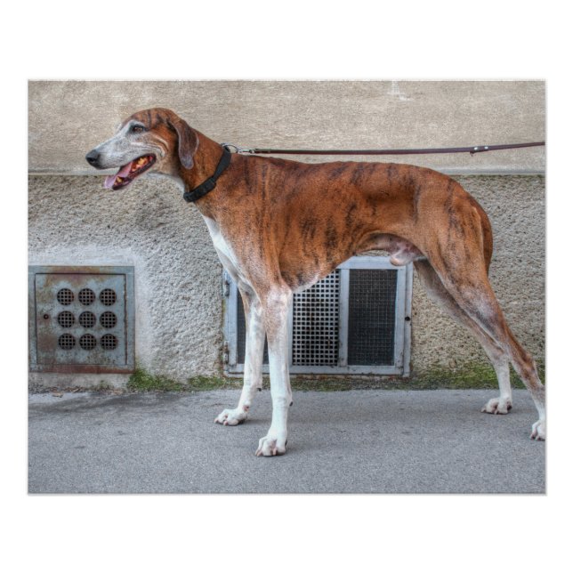 Poster Elder Brindle Greyhound (Devant)