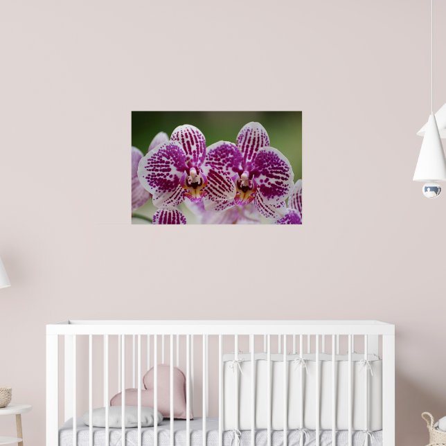 Poster Élégance de Phalaenopsis (Pépinière 2)