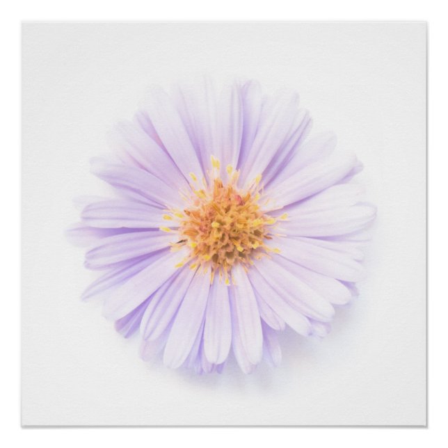 Poster Élégance fleur unique (Devant)
