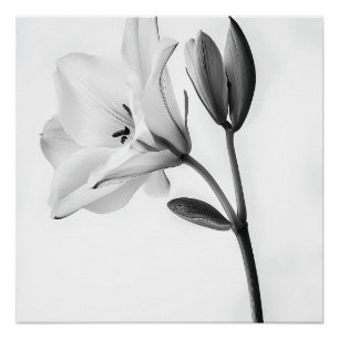 Poster Élégance Florale en Noir et Blanc