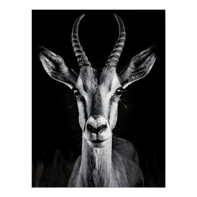Poster Elegant Black & White Gazelle Fine Art Photo (Devant)