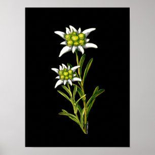 Poster Elegant Edelweiss Artwork Imprimer