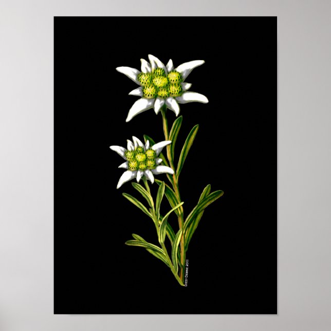 Poster Elegant Edelweiss Artwork Imprimer (Devant)