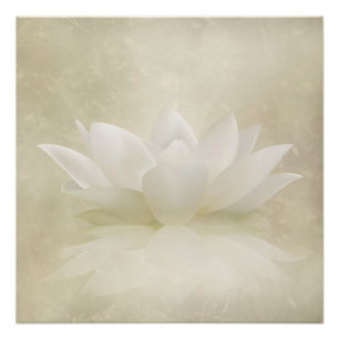 Poster Élégant Lotus blanc doux / Fleur Lily