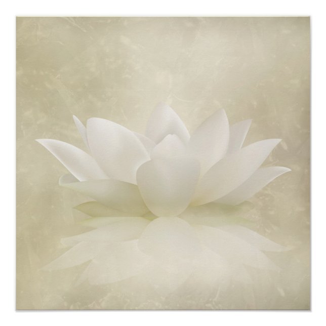 Poster Élégant Lotus blanc doux / Fleur Lily (Devant)