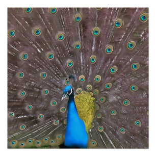 Poster Elégant Peacock En Bleu Avec Queue Fannée
