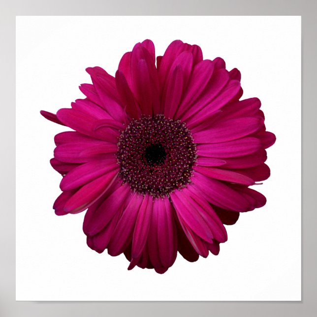 Poster élégant rose Gerbera Daisy (Devant)