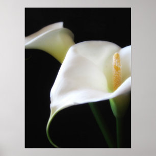 Poster Elégante Calla Lily Fleurs 16