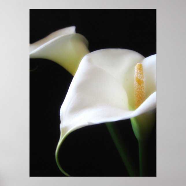 Poster Elégante Calla Lily Fleurs 16 (Devant)