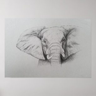 Poster Éléphant 2011