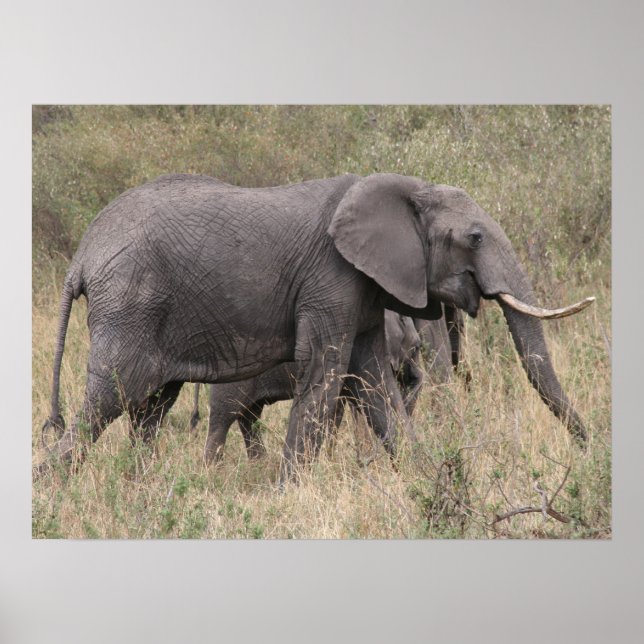 Poster éléphant à défenses (Devant)