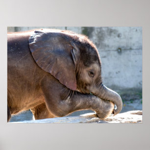 Poster Eléphant bébé