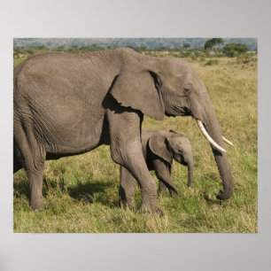 Poster Éléphant d'Afrique et éléphanteau (Loxodonta afric