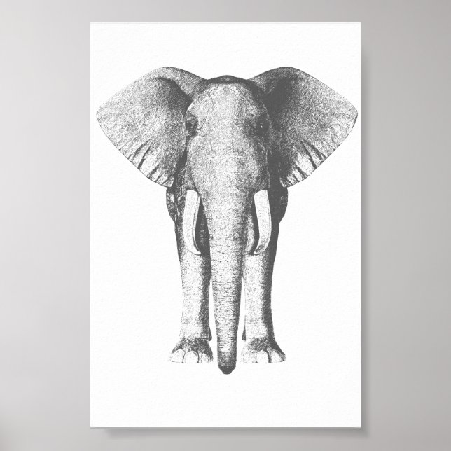 Poster Eléphant en noir et blanc (Devant)