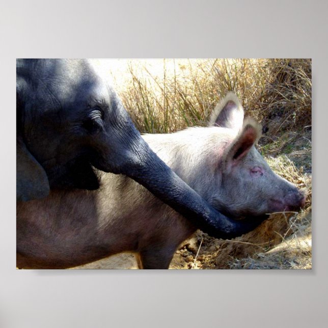 Poster Eléphant et cochon en Afrique (Devant)