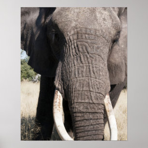 Poster Elephant (Loxodonta africana), Abu Camp 3