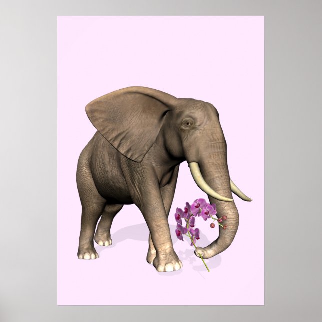 Poster Elephant With Pink Orchid (Devant)