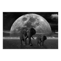 Eléphants