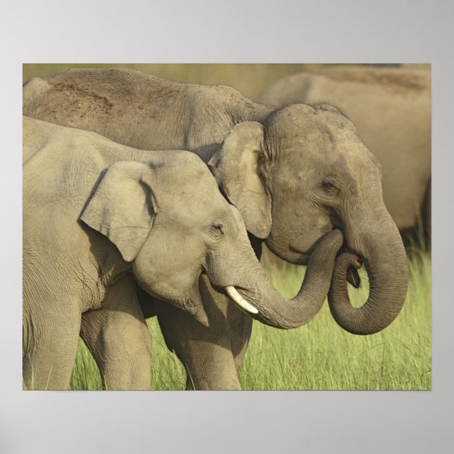 Poster Éléphants d'Asie indiens (Devant)