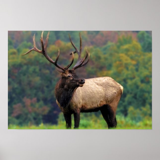 Poster Elk 19x13 (Devant)