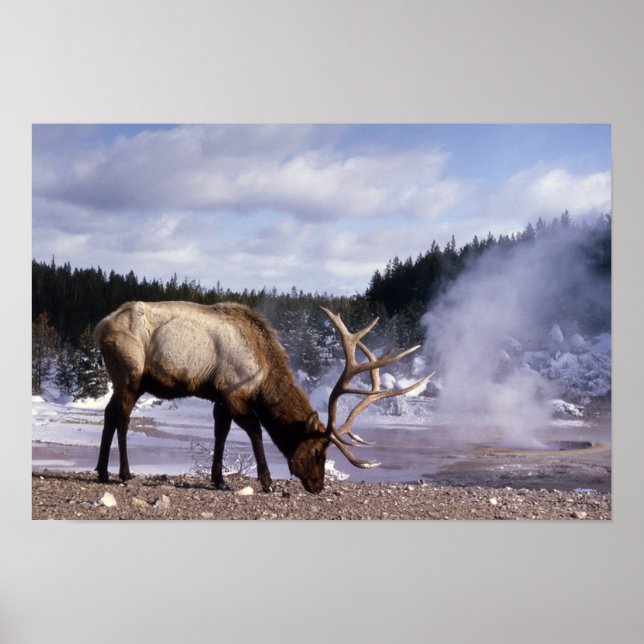 Poster Elk américain en hiver (Devant)