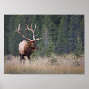 Poster Elk de montagne Rocky