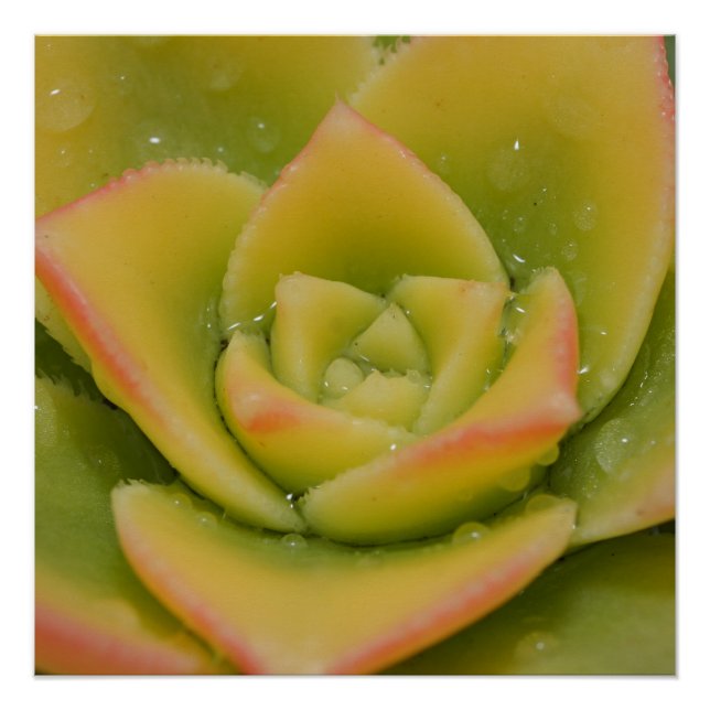 Poster Emerald Bloom: Nature’s Liquid Jewel (Devant)