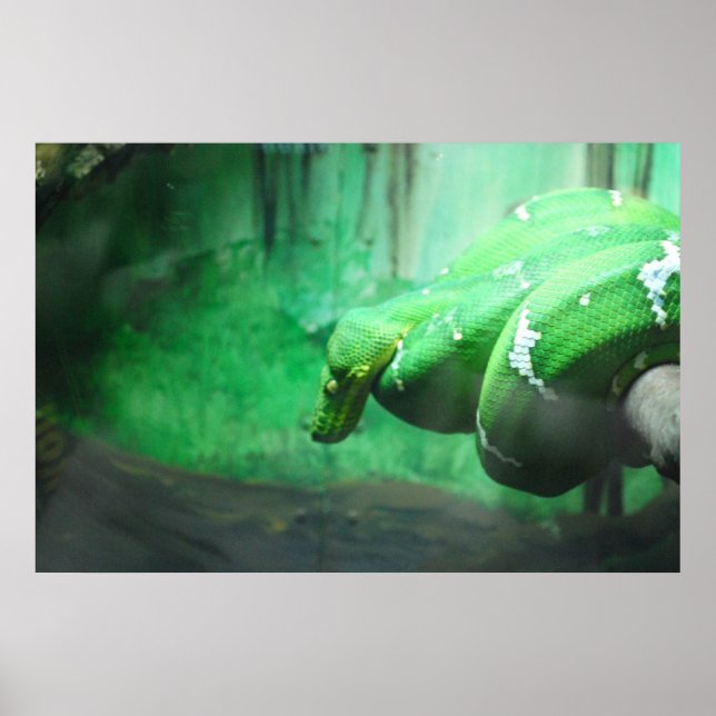 Poster Emerald Boa (Devant)