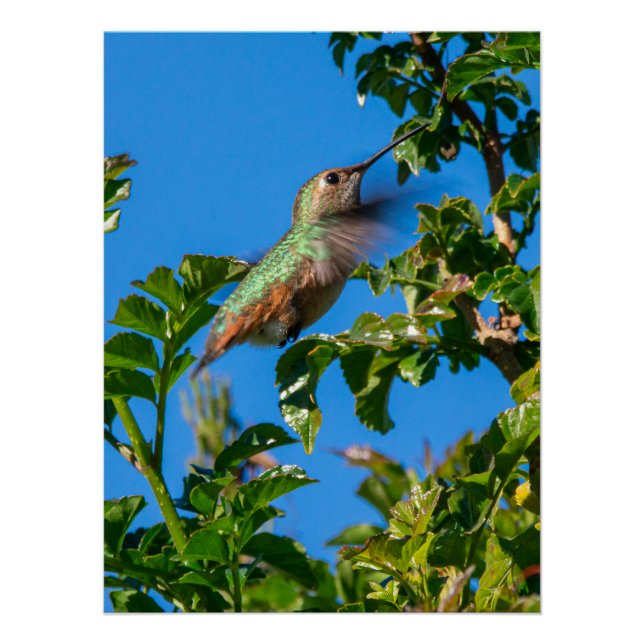 Poster Emerald Flash : Colibri en Mouvement (Devant)