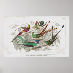 Poster Empreinte de lithographie antique de colibris