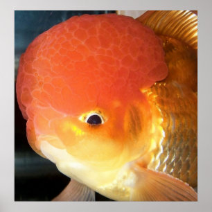 Poster Empreinte de poisson rouge Oranda