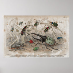 Poster Empreinte Lithographique Antique de Beetle