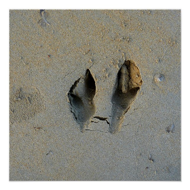 Poster Empreintes Wallaby en sable (Devant)
