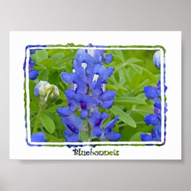 Poster en aquarelle numérique du Texas Bluebonnets (Devant)