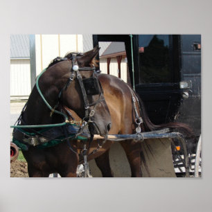 Poster En attente du Cheval Amish