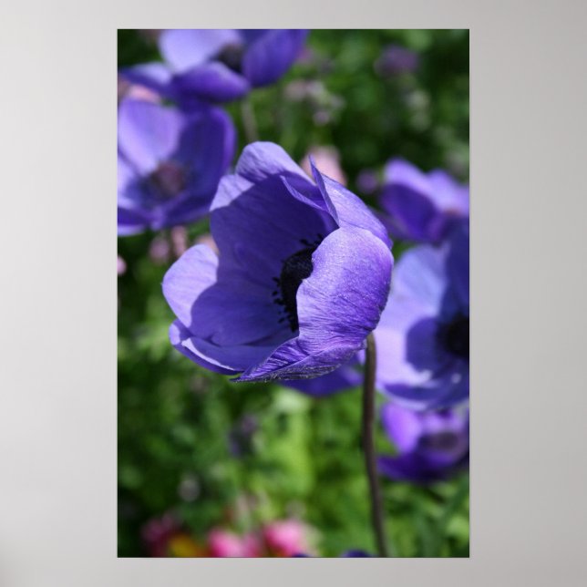 Poster en bleu Anemone Floral Photo (Devant)
