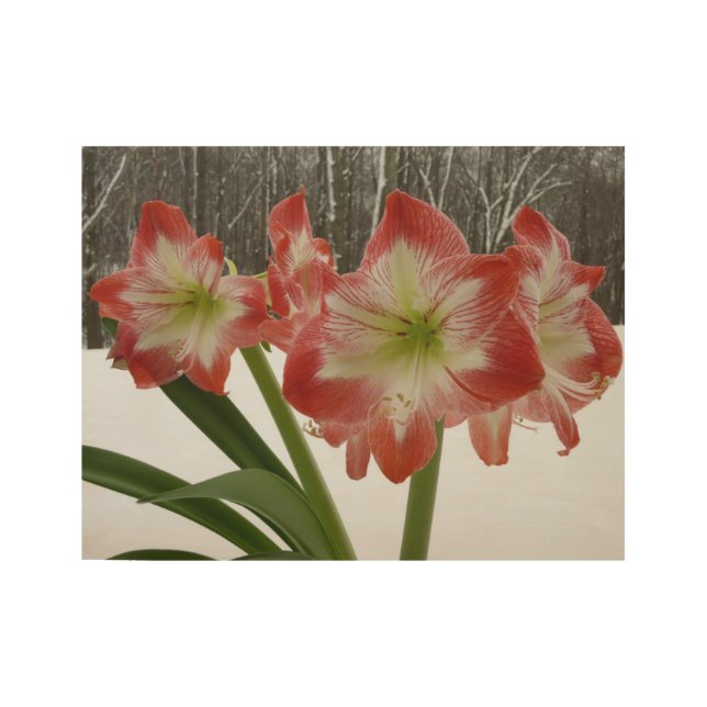 Poster En Bois Amaryllis en Fête Rouge Neige Hiver Floral (Devant)