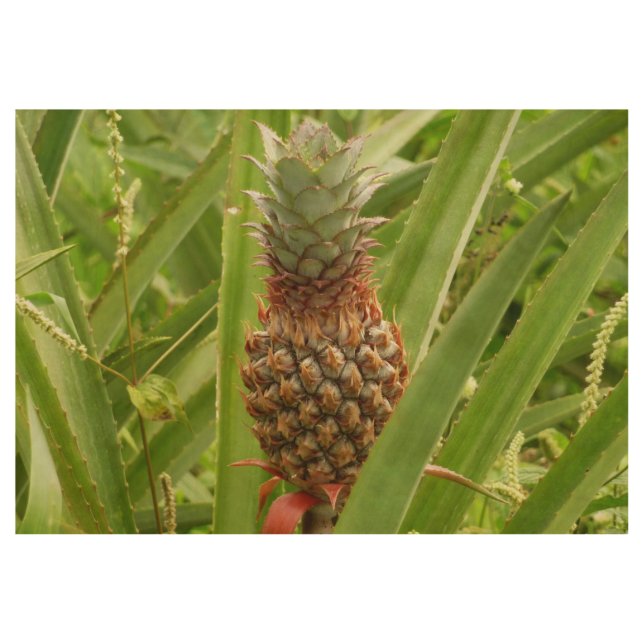 Poster En Bois Ananas sauvage Fruit tropical dans la nature (Devant)